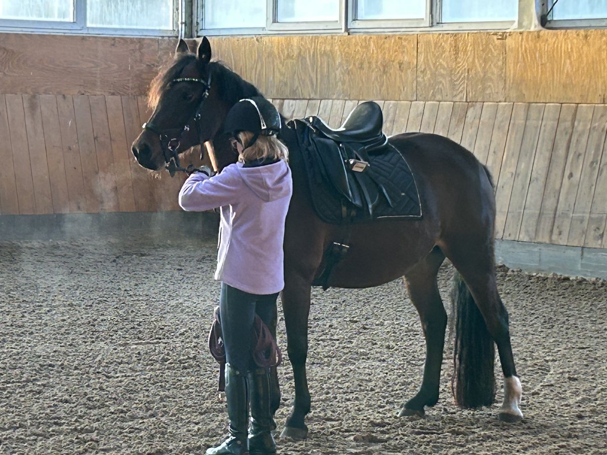 Deutsches Reitpony Stute 9 Jahre 140 cm Brauner in Meerbeck