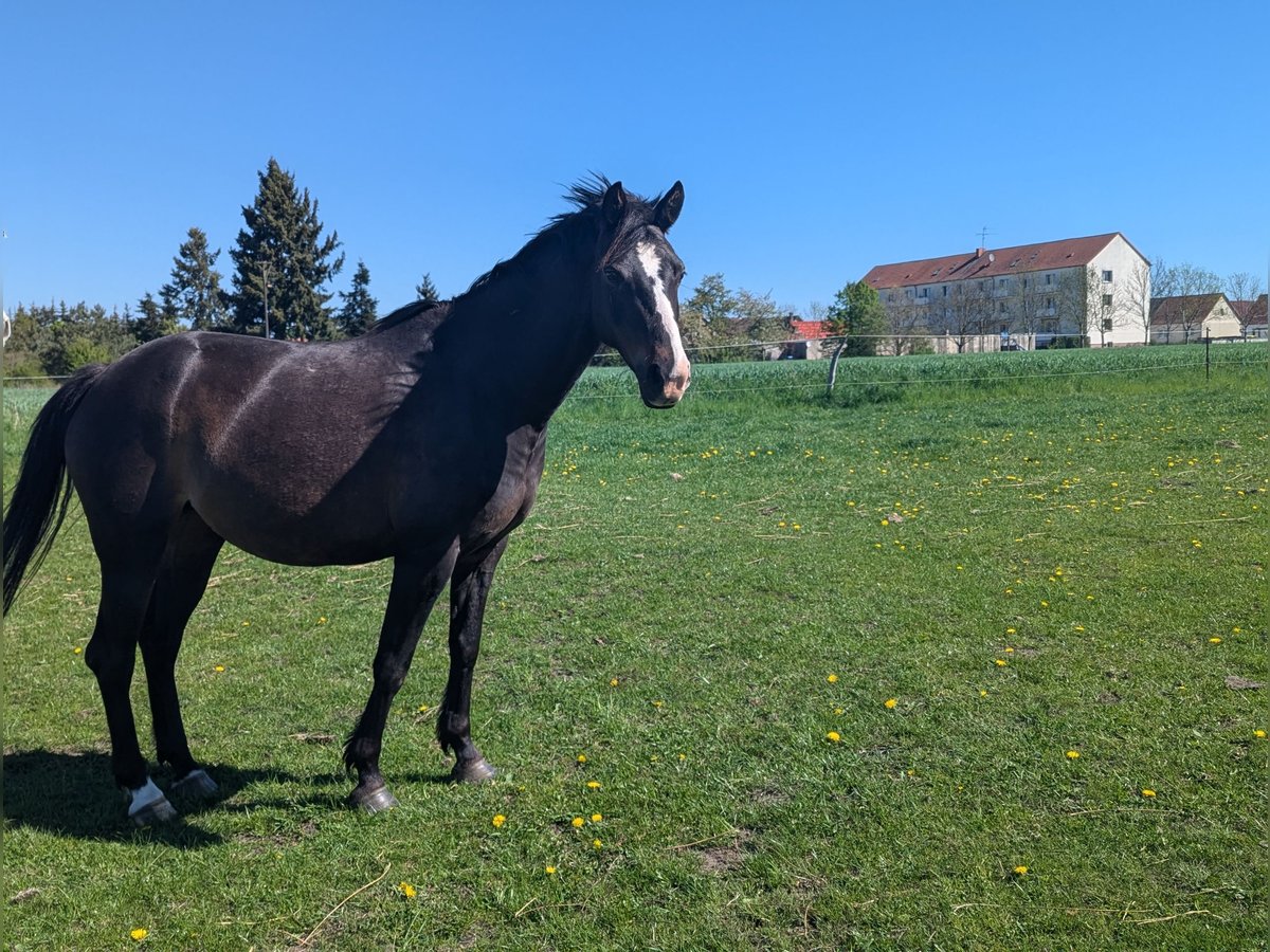 Deutsches Reitpony Stute 9 Jahre 140 cm Dunkelbrauner in Nennhausen