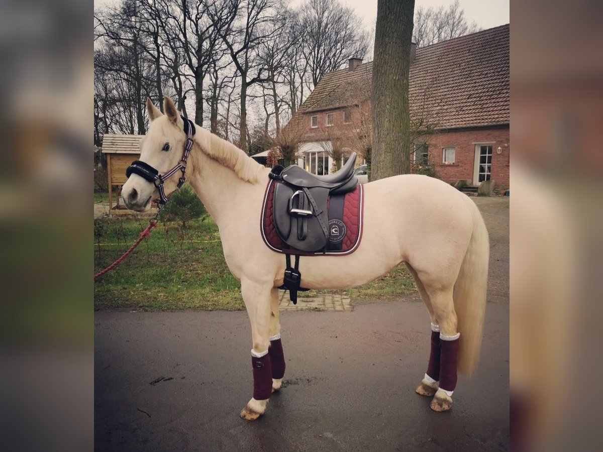 Deutsches Reitpony Stute 9 Jahre 140 cm Palomino in Recke