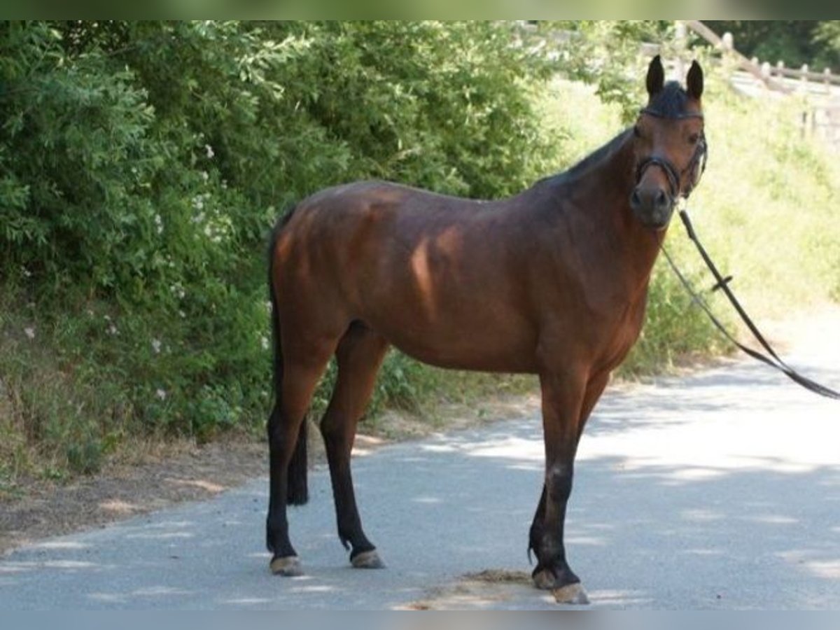 Deutsches Reitpony Stute 9 Jahre 142 cm Brauner in Grebenhain