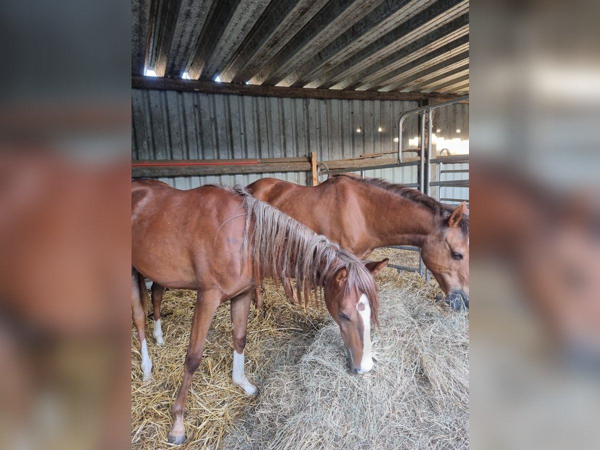 Deutsches Reitpony Stute 9 Jahre 142 cm Fuchs in H&#xFC;ckelhoven