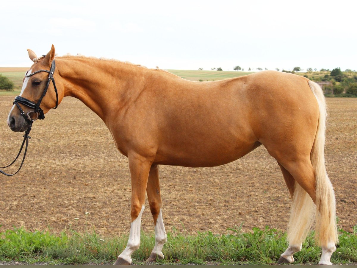 Deutsches Reitpony Stute 9 Jahre 142 cm Palomino in Arnstein