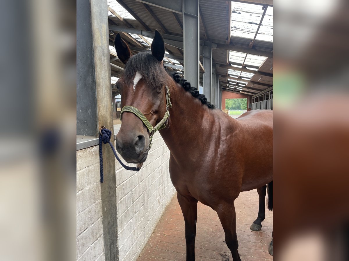 Deutsches Reitpony Mix Stute 9 Jahre 143 cm Brauner in Friesoythe