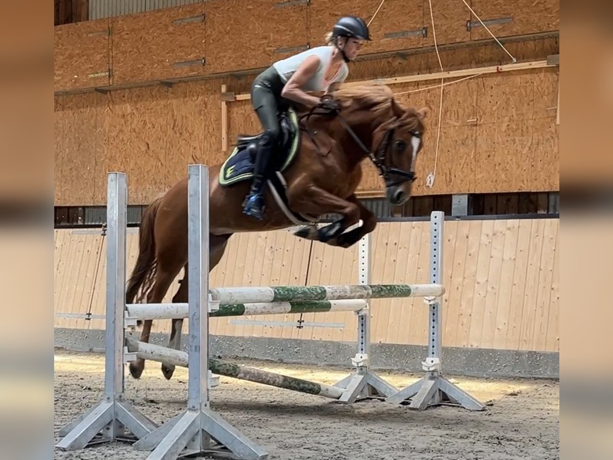 Deutsches Reitpony Mix Stute 9 Jahre 143 cm Fuchs in Fehmarn