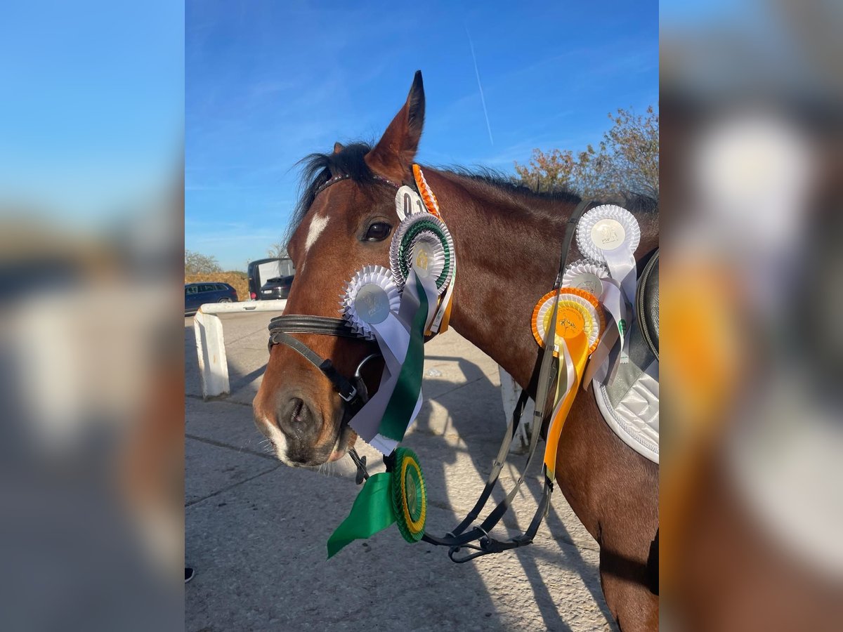 Deutsches Reitpony Stute 9 Jahre 144 cm Brauner in Erfurt
