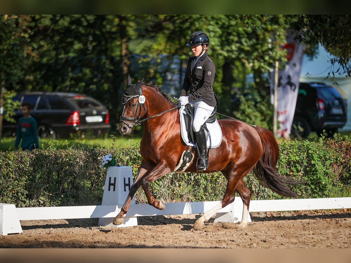 Deutsches Reitpony Stute 9 Jahre 144 cm Dunkelfuchs in Wendeburg