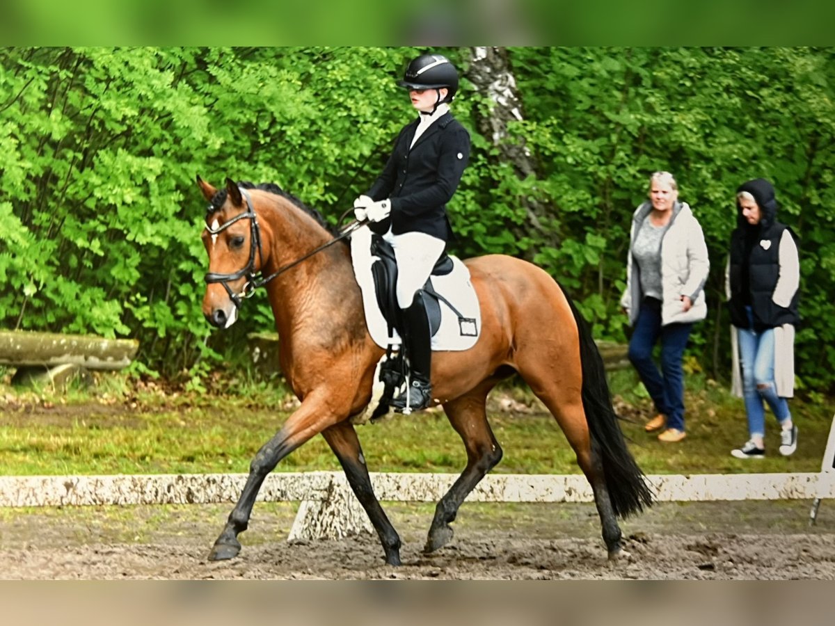 Deutsches Reitpony Stute 9 Jahre 145 cm Brauner in Soltau