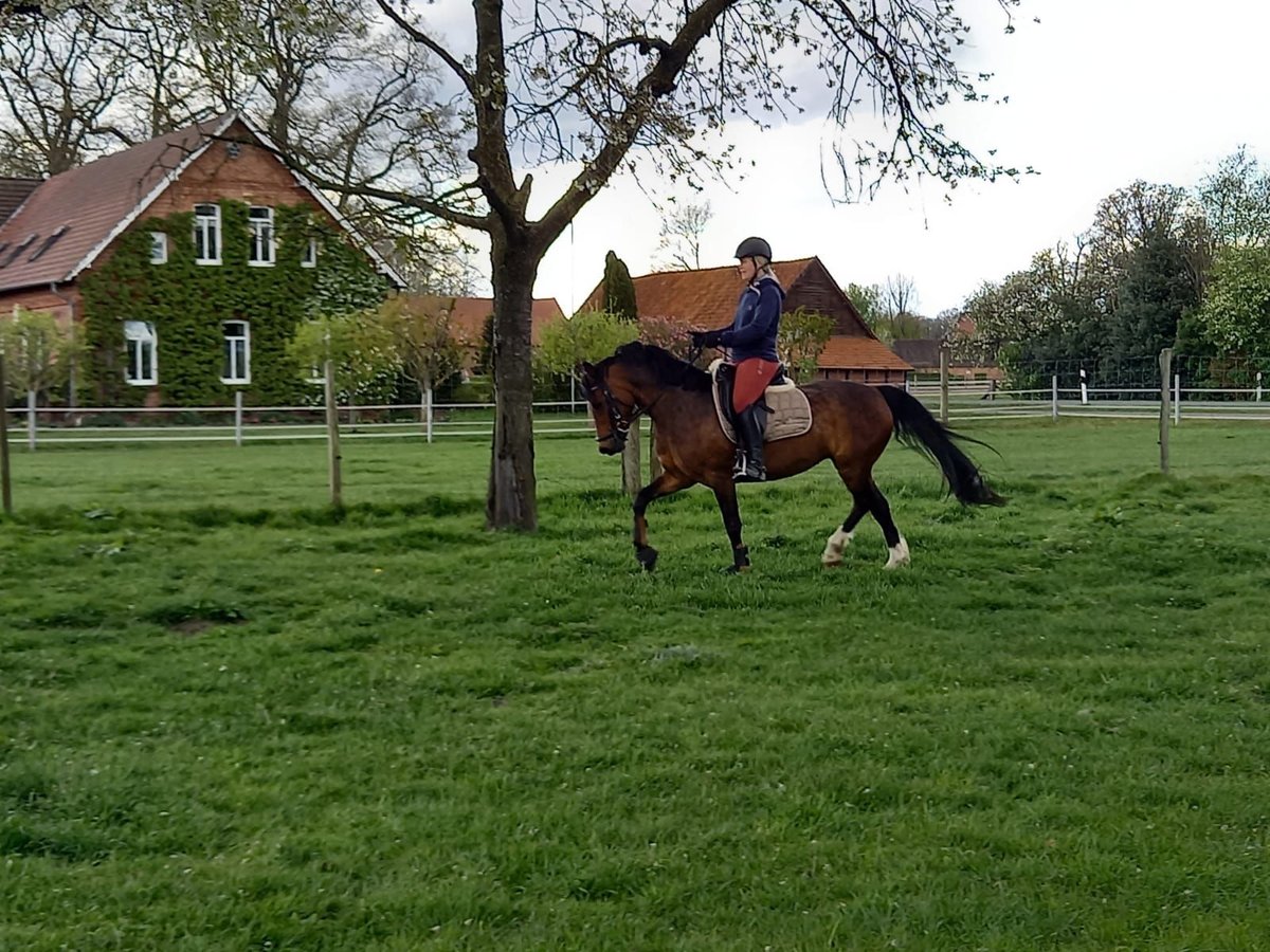 Deutsches Reitpony Stute 9 Jahre 145 cm Brauner in Bakum