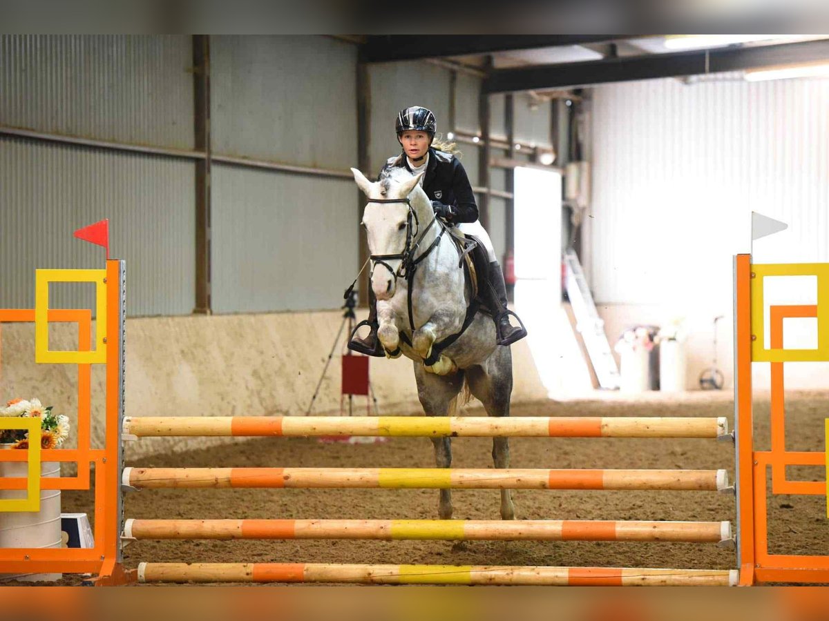 Deutsches Reitpony Stute 9 Jahre 145 cm Schimmel in Alcs&#xFA;tdoboz