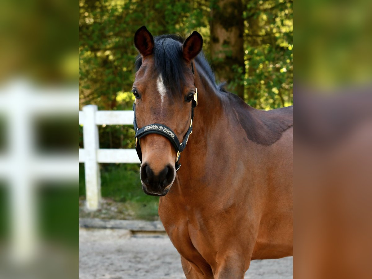 Deutsches Reitpony Stute 9 Jahre 146 cm Brauner in Sundern