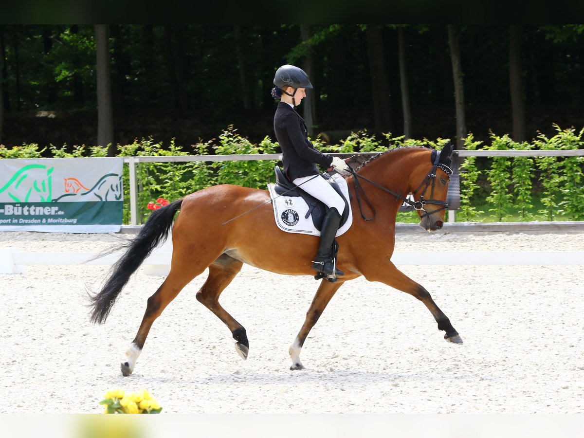 Deutsches Reitpony Stute 9 Jahre 146 cm Brauner in SehndeSehnde