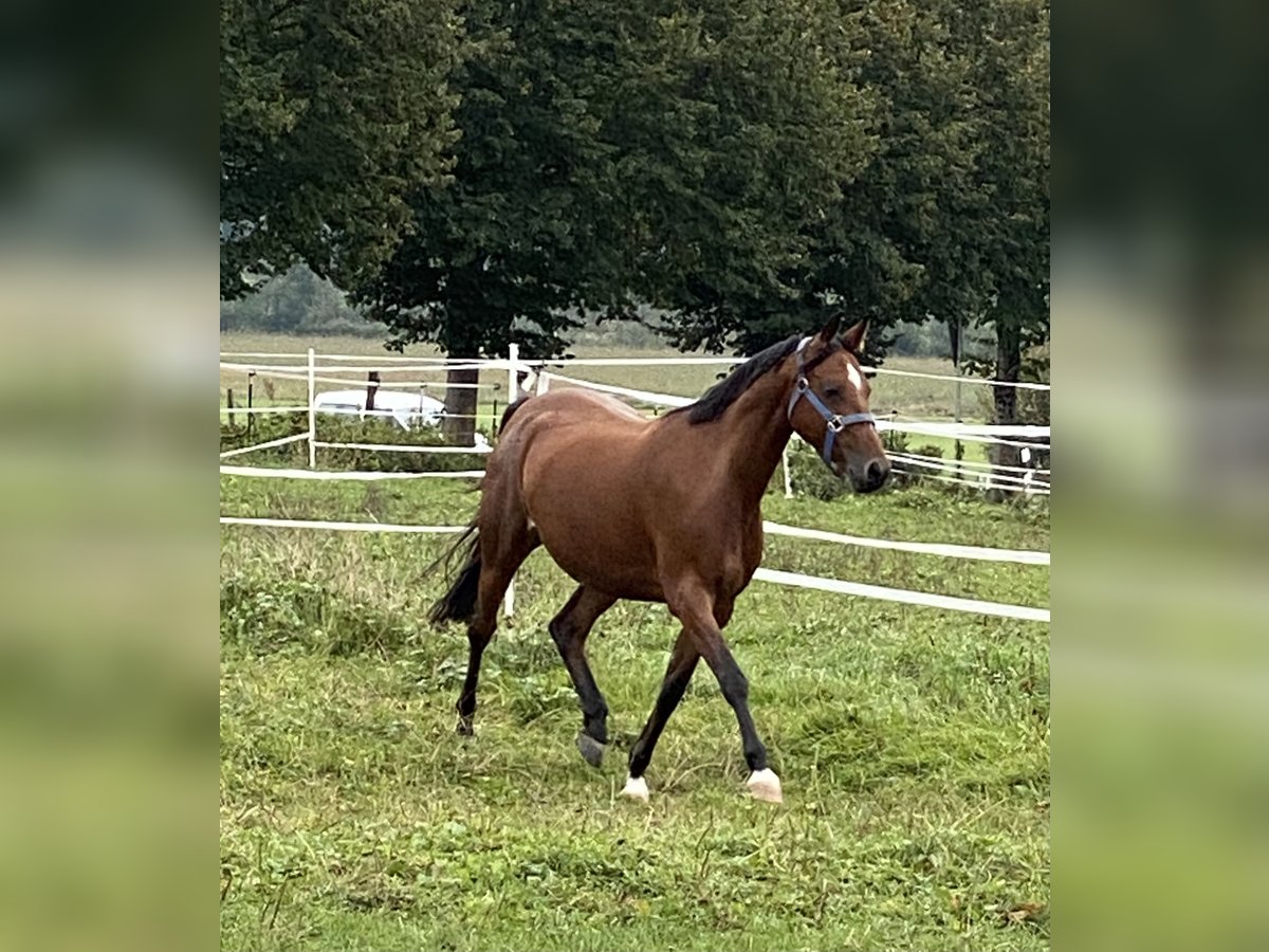 Deutsches Reitpony Stute 9 Jahre 146 cm Brauner in Bayrischzell
