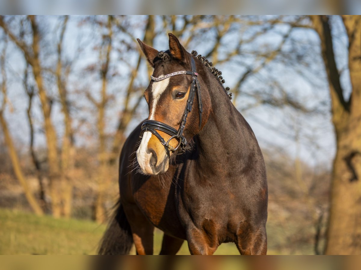 Deutsches Reitpony Stute 9 Jahre 146 cm Brauner in Wiefelstede