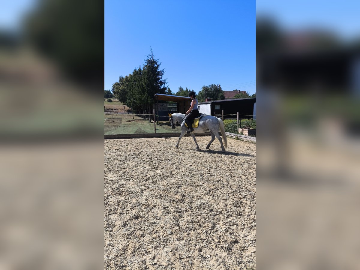 Deutsches Reitpony Stute 9 Jahre 146 cm Fliegenschimmel in Schraplau