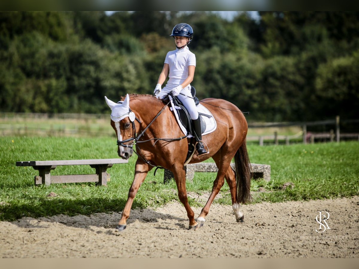 Deutsches Reitpony Stute 9 Jahre 146 cm Fuchs in Iserlohn