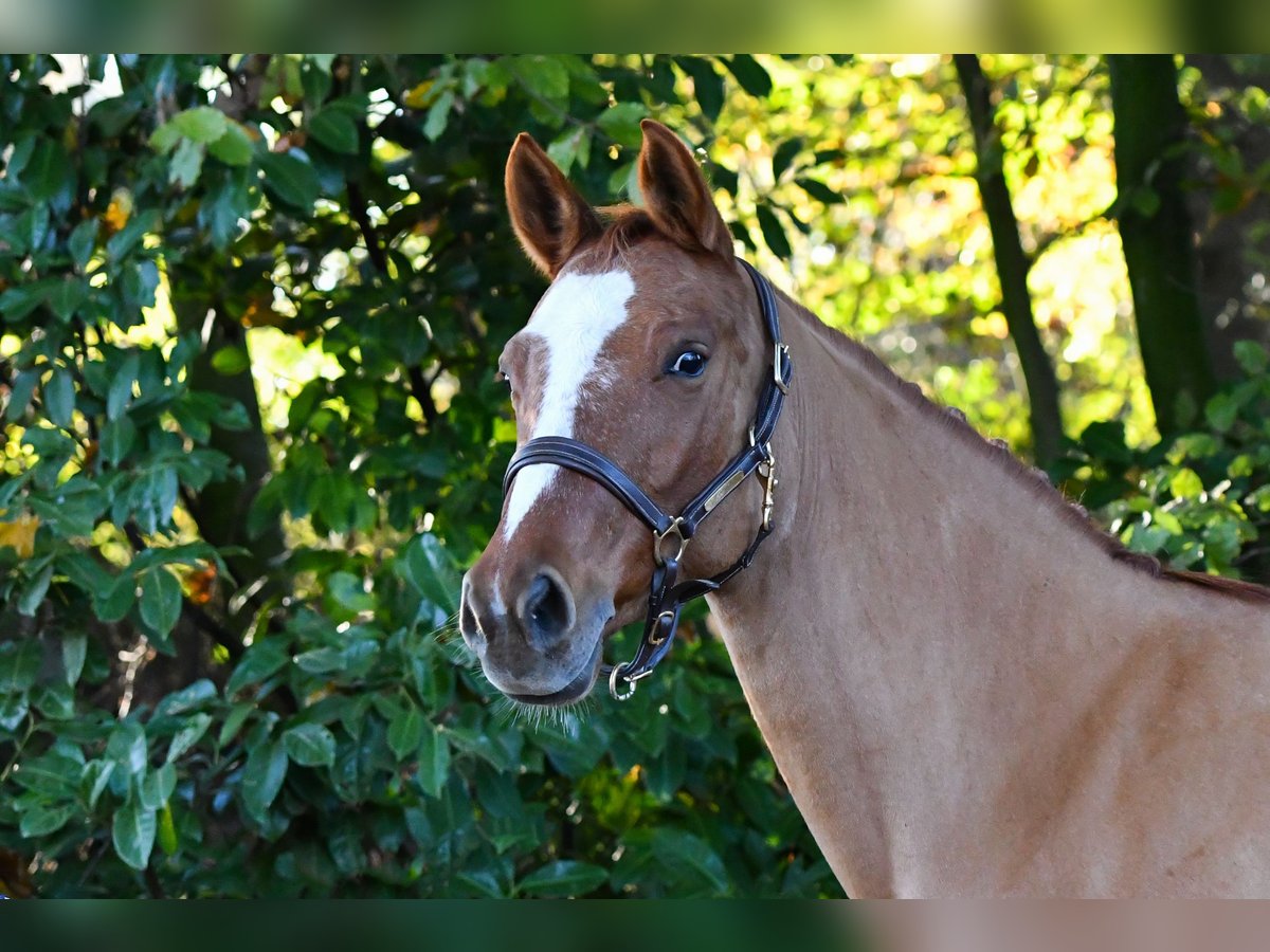 Deutsches Reitpony Stute 9 Jahre 146 Cm Fuchs In Bottrop