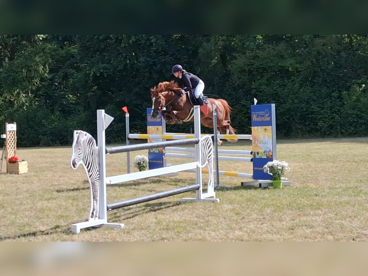 Deutsches Reitpony Stute 9 Jahre 146 cm Fuchs in Gesees