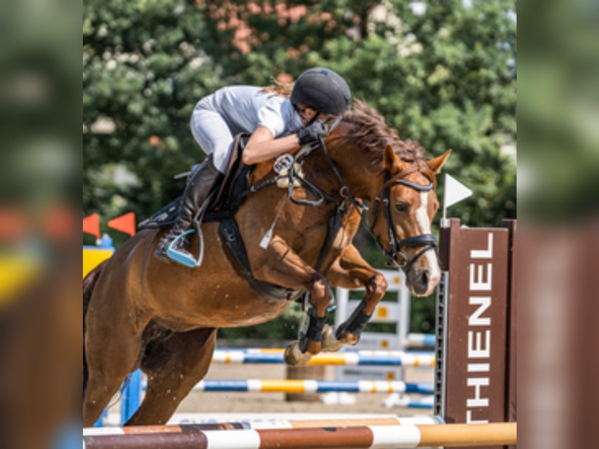 Deutsches Reitpony Stute 9 Jahre 146 cm Fuchs in Ganderkesee Deutsches Reitpony Stute 9 Jahre 146 cm Fuchs in Ganderkesee