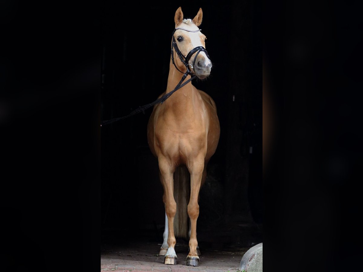 Deutsches Reitpony Stute 9 Jahre 146 cm Palomino in Cappeln (Oldenburg)