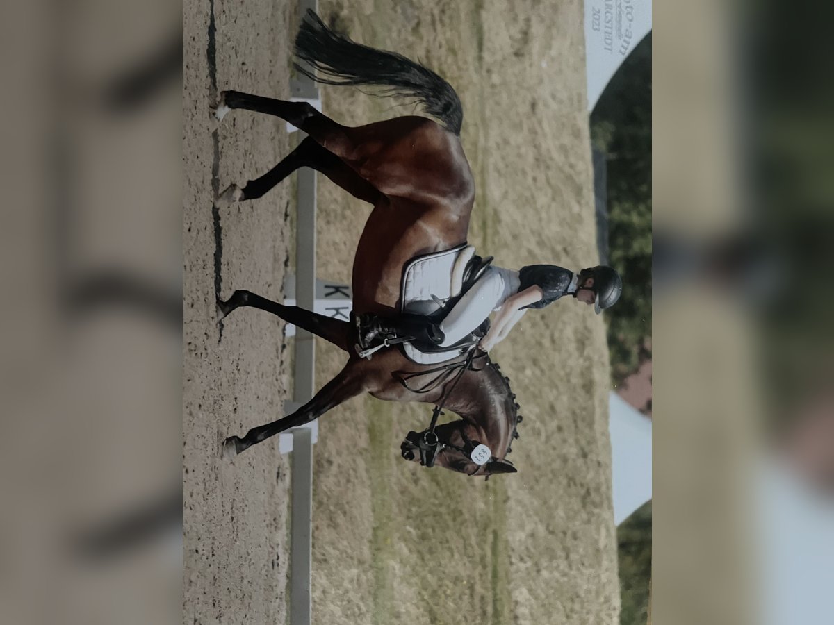 Deutsches Reitpony Stute 9 Jahre 147 cm Brauner in Nottensdorf