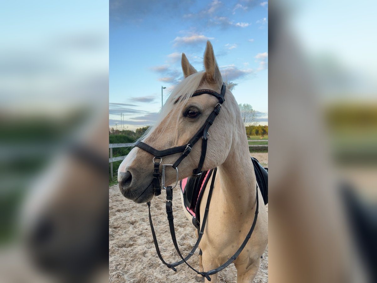 Deutsches Reitpony Stute 9 Jahre 147 cm Palomino in Bothel