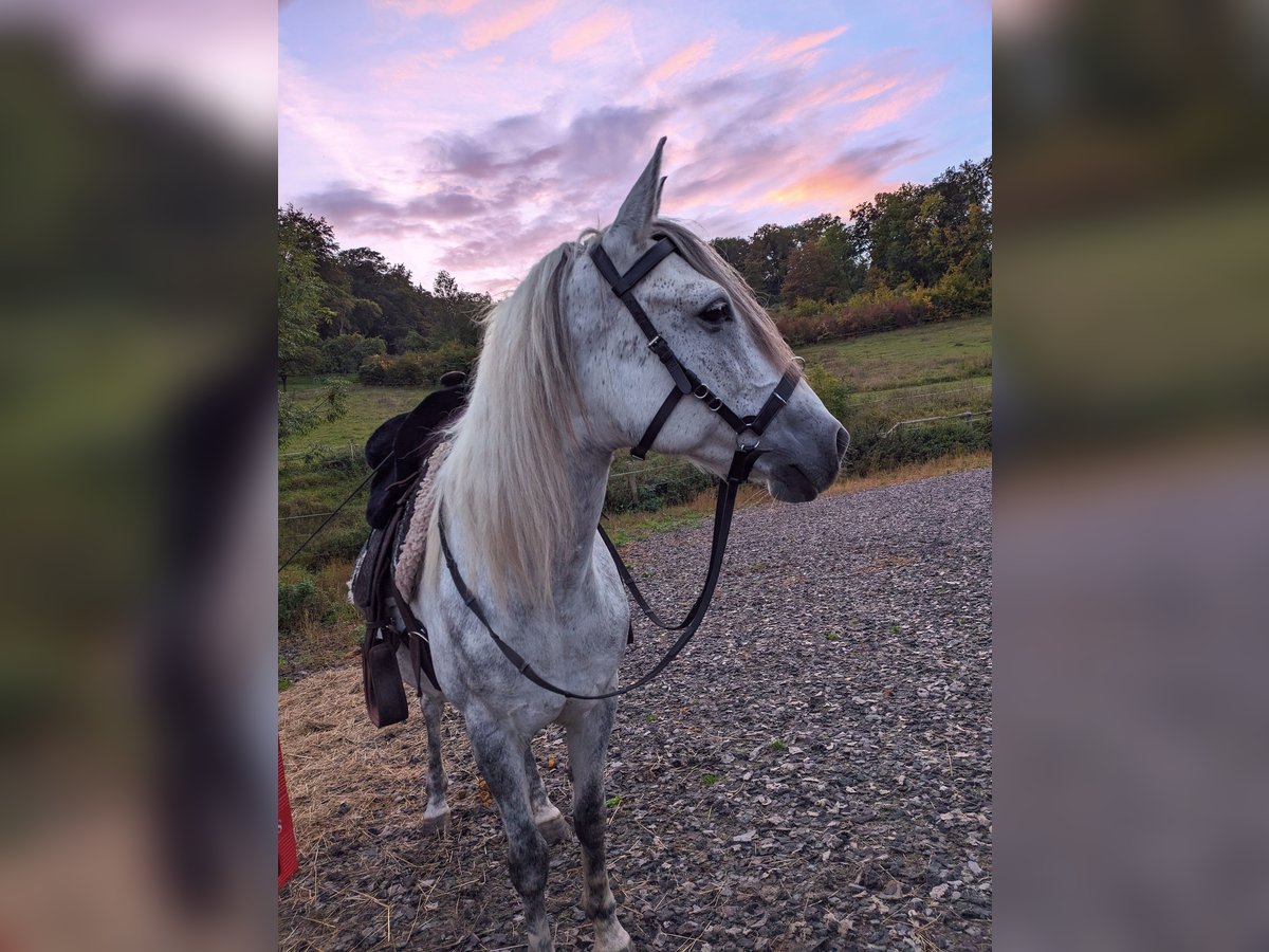 Deutsches Reitpony Mix Stute 9 Jahre 148 Cm Apfelschimmel In Dornburg ...