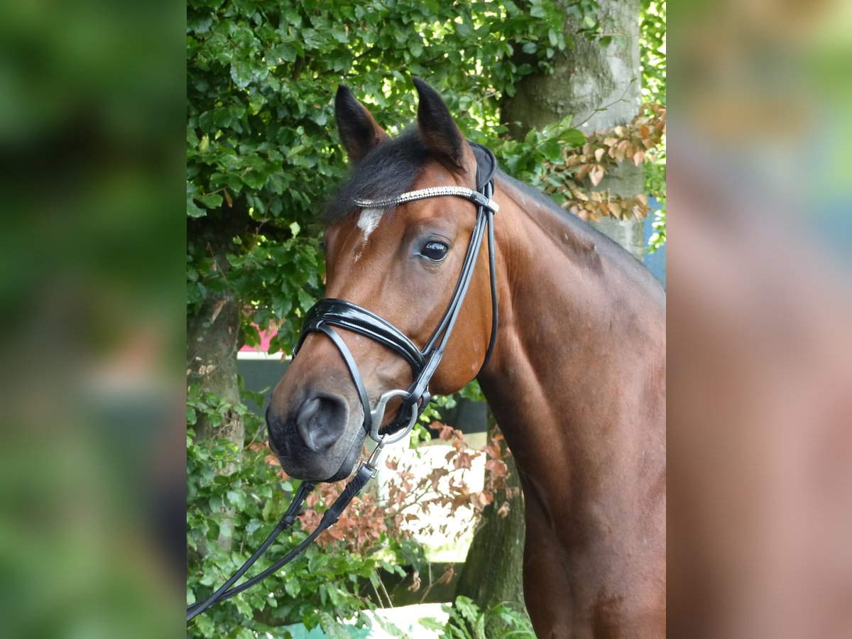 Deutsches Reitpony Stute 9 Jahre 148 cm Brauner in Haltern am See