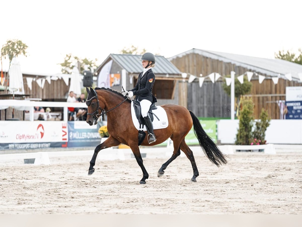 Deutsches Reitpony Stute 9 Jahre 148 cm Brauner in Wiesbaum