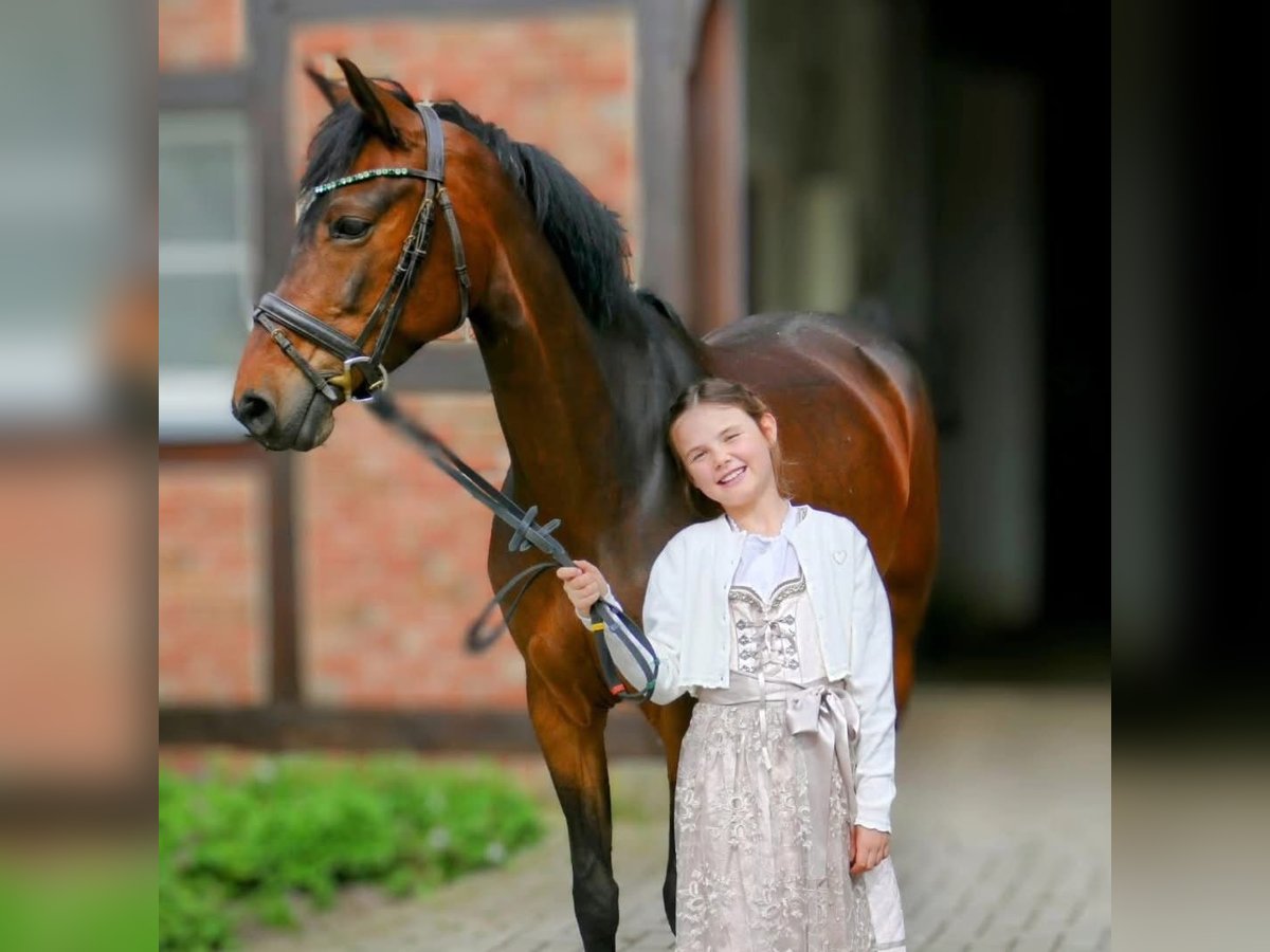 Deutsches Reitpony Stute 9 Jahre 148 cm Brauner in Nordkirchen