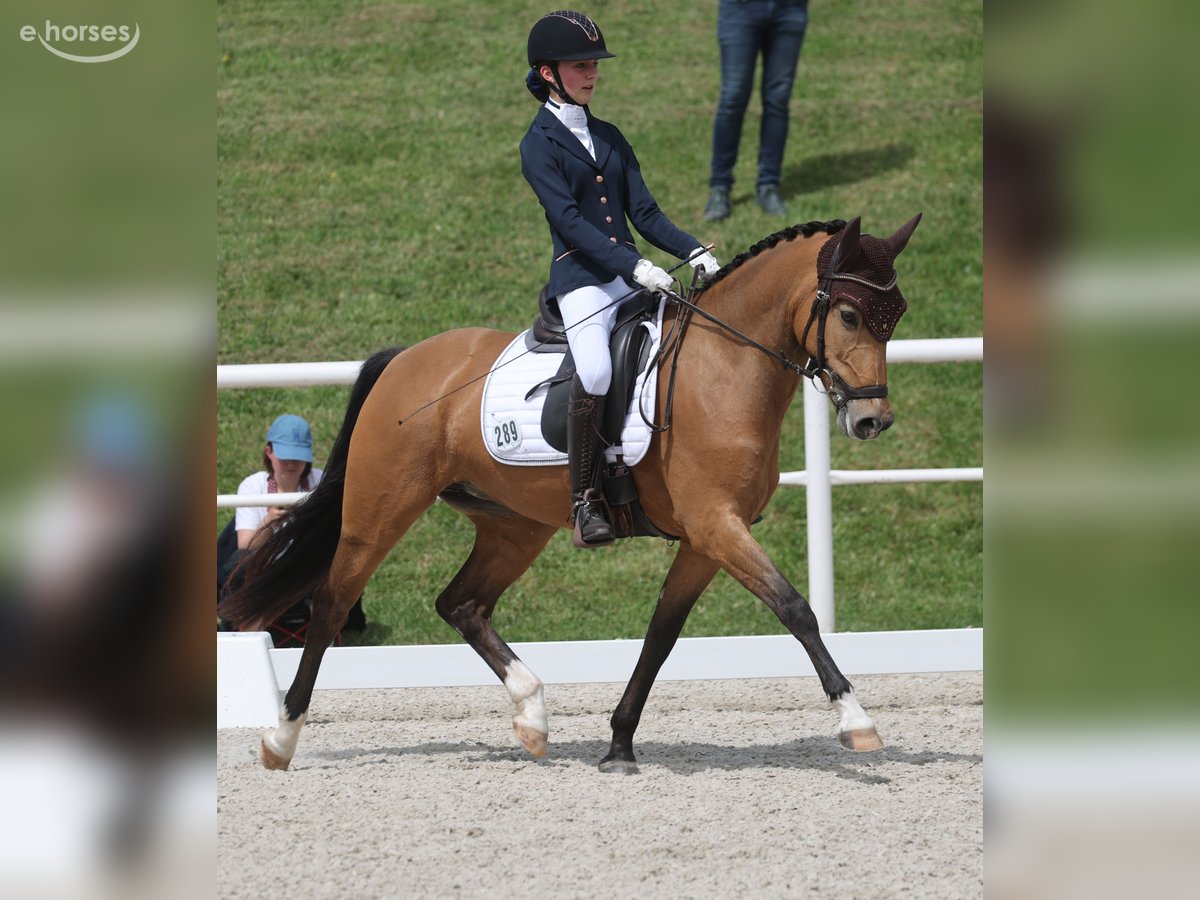 Deutsches Reitpony, Stute in Bad Liebenzell