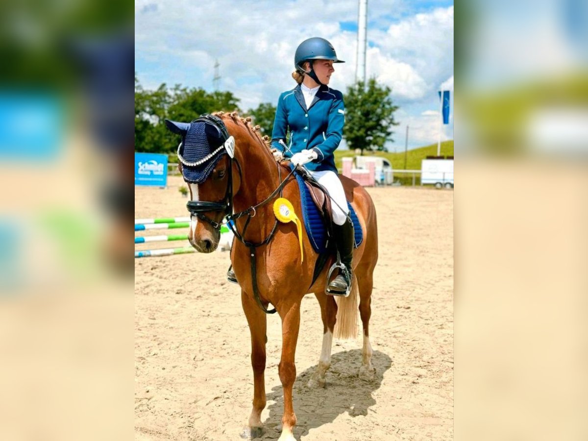 Deutsches Reitpony Stute 9 Jahre 148 cm in Lippetal