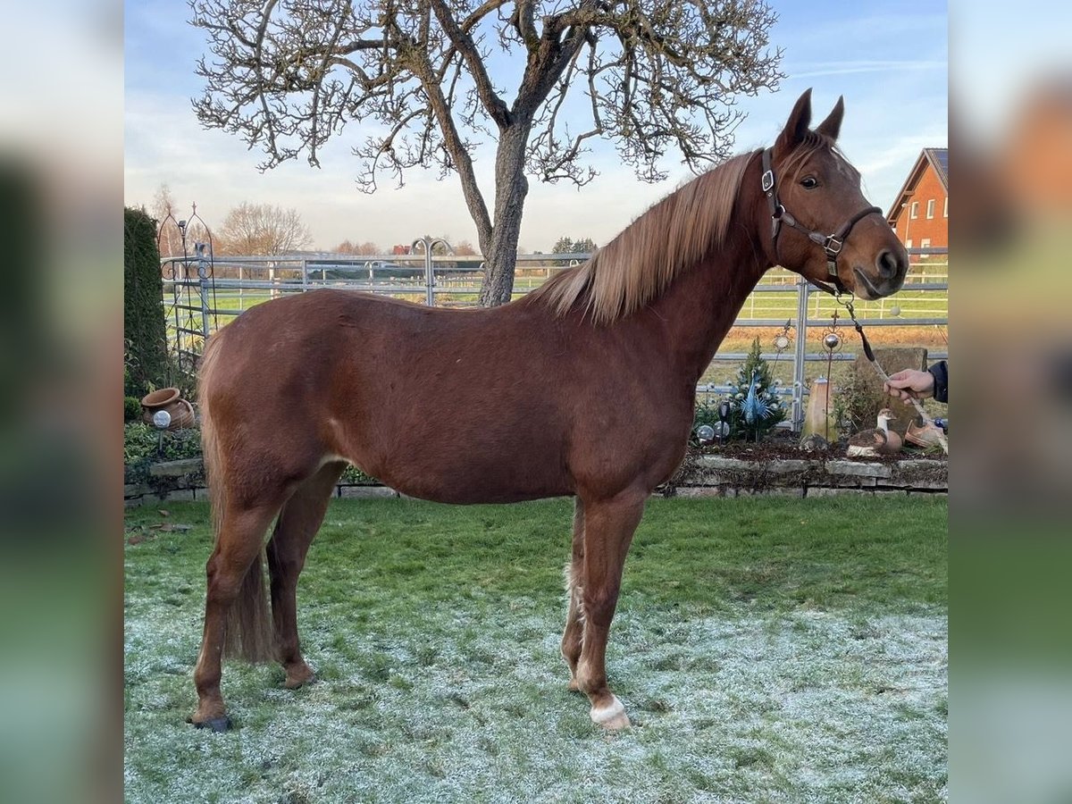 Deutsches Reitpony Stute 9 Jahre 148 cm Fuchs in Stadthagen