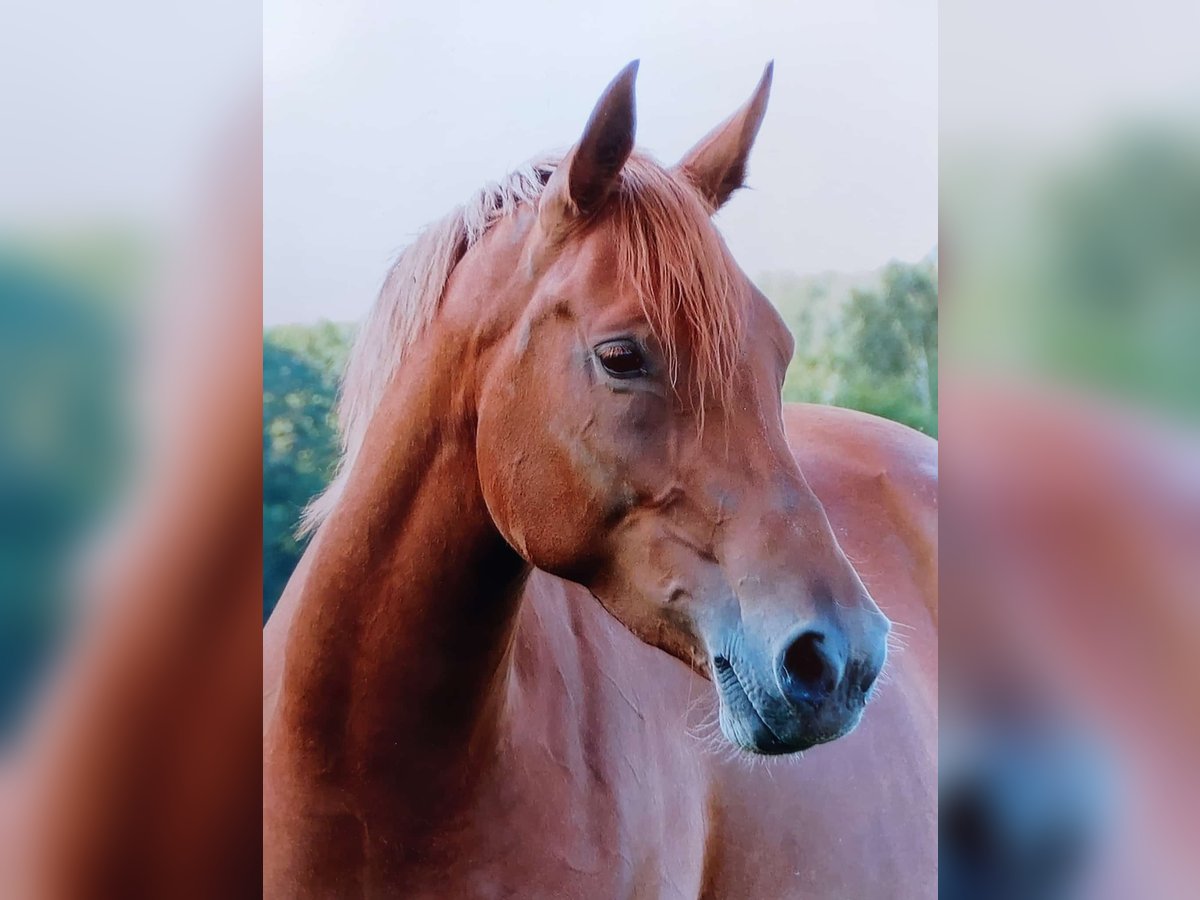 Deutsches Reitpony Stute 9 Jahre 148 cm Fuchs in Stadthagen