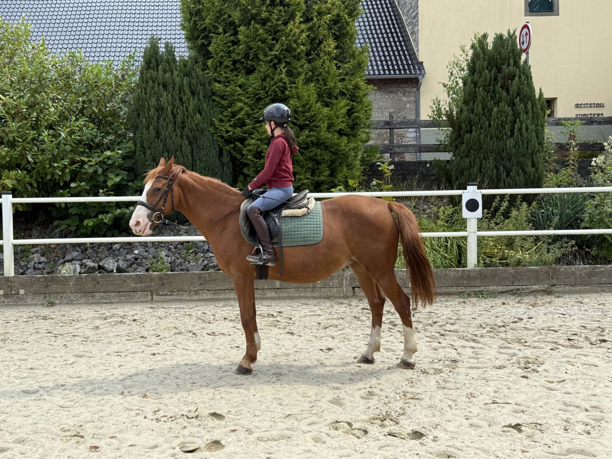 Deutsches Reitpony Stute 9 Jahre 148 cm Fuchs in Brilon