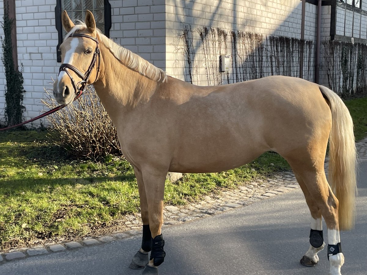 Deutsches Reitpony Stute 9 Jahre 148 cm Palomino in Vellmar