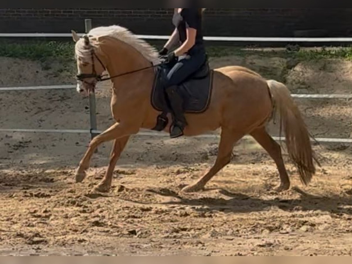 Deutsches Reitpony Stute 9 Jahre 148 cm Palomino in Gro&#xDF;enkneten