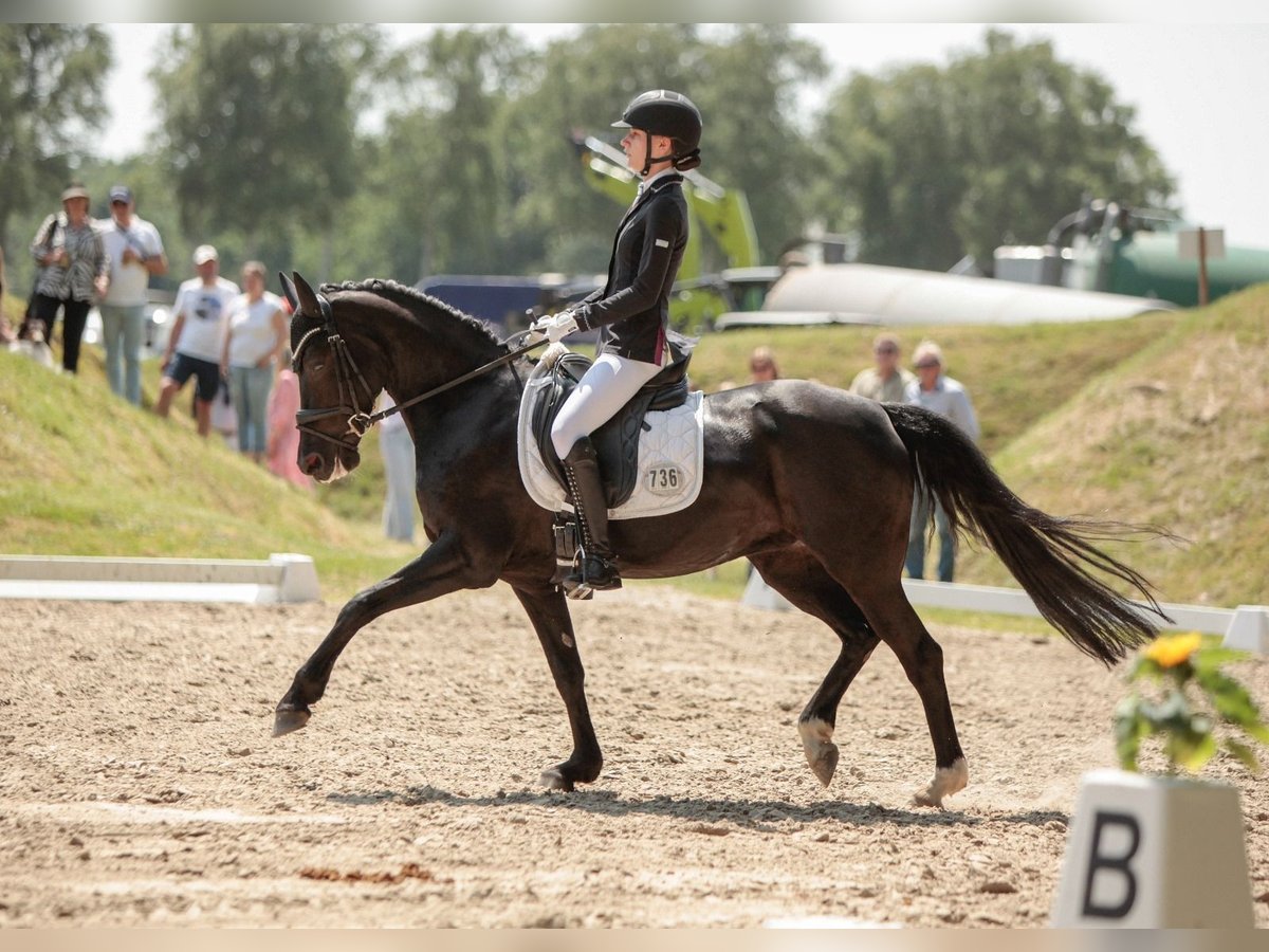 Deutsches Reitpony Stute 9 Jahre 148 cm Rappe in Jork