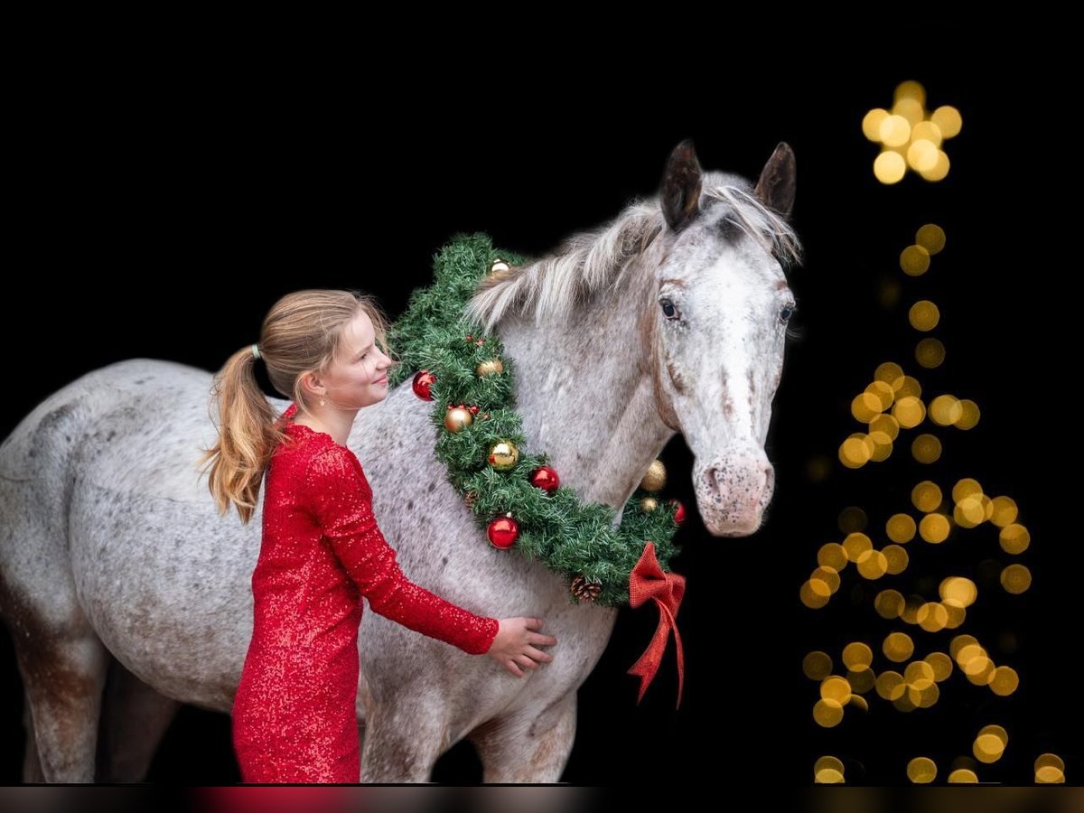 Deutsches Reitpony Stute 9 Jahre 148 cm Tigerschecke in Holten