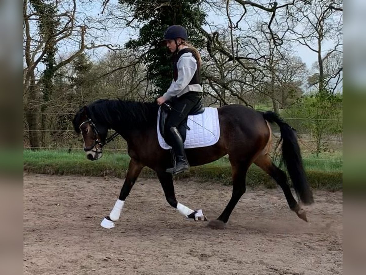 Deutsches Reitpony Stute 9 Jahre 150 cm Brauner in Schwanewede