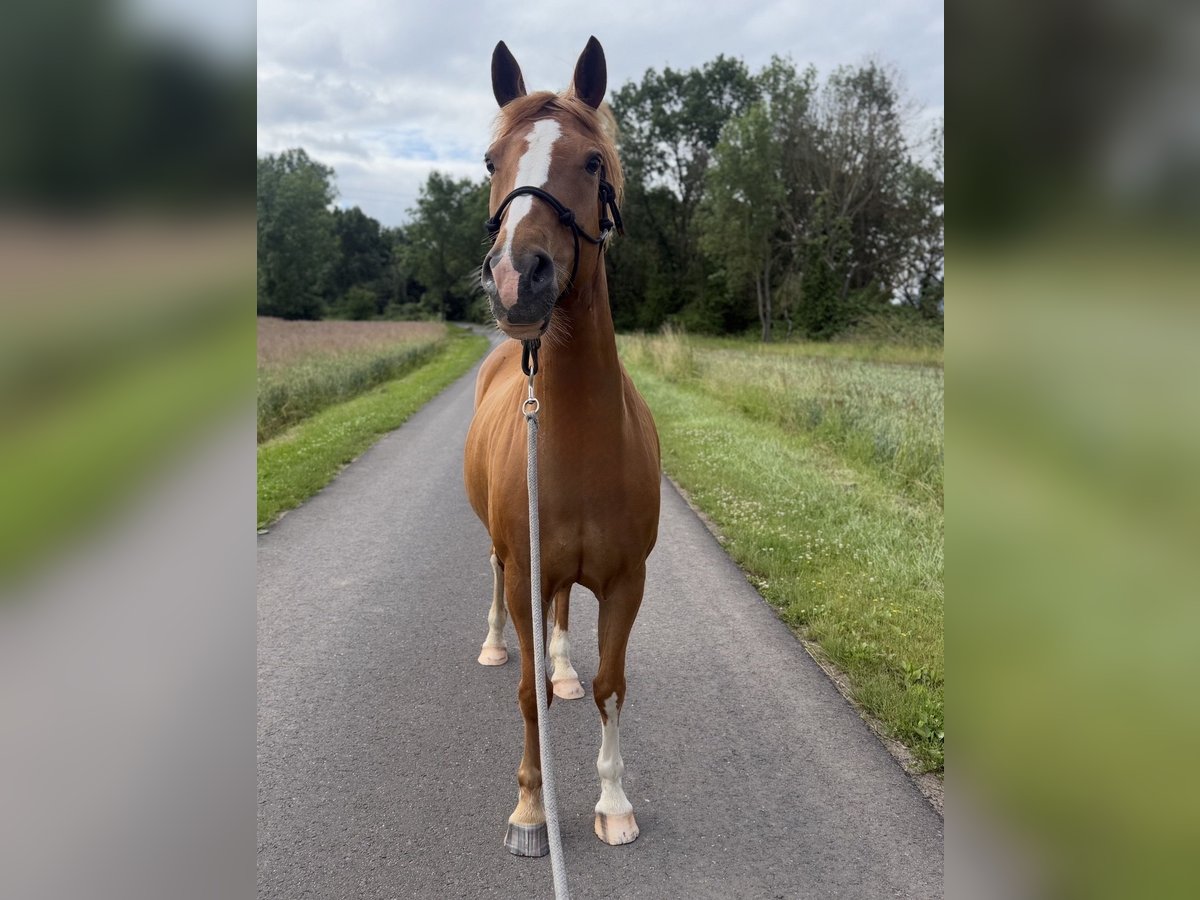 Deutsches Reitpony, Stute in Gelnhausen