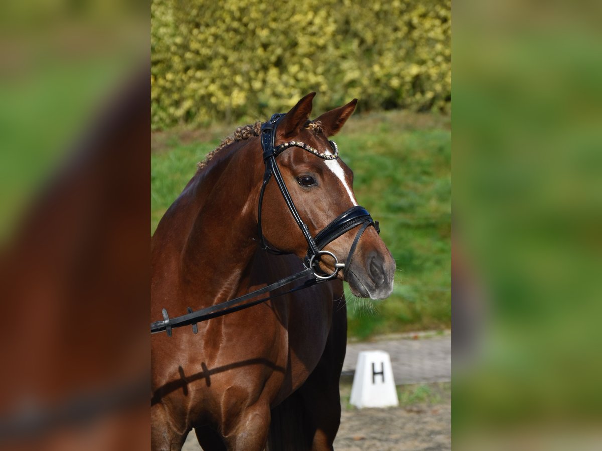 Deutsches Reitpony Stute 9 Jahre 153 cm Dunkelfuchs in F&#xFC;rstenau