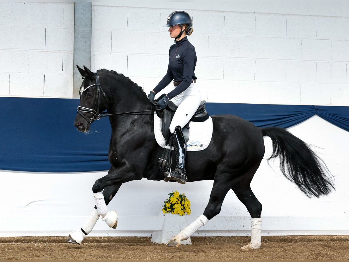 Deutsches Reitpony Stute 9 Jahre 153 cm Rappe in Marsberg