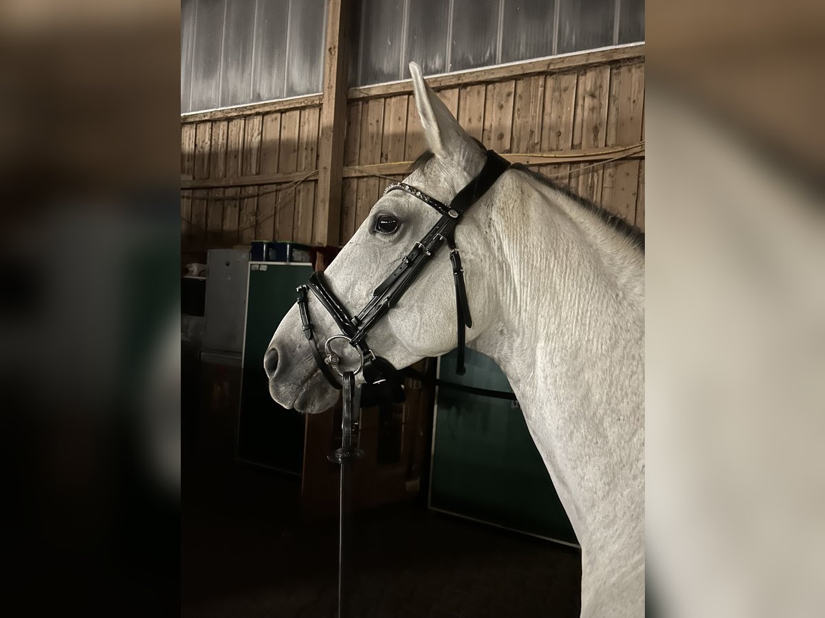 Deutsches Reitpony Mix Stute 9 Jahre 153 cm Schimmel in Erlensee