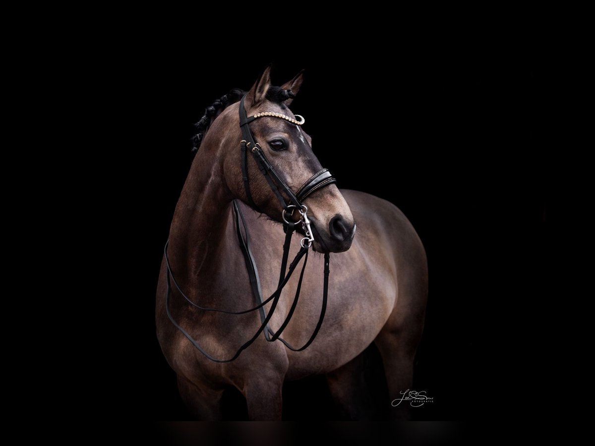 Deutsches Reitpony Stute 9 Jahre 155 cm Buckskin in Aachen