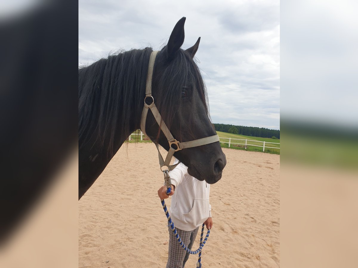 Deutsches Reitpony Stute 9 Jahre Brauner in Waidhaus