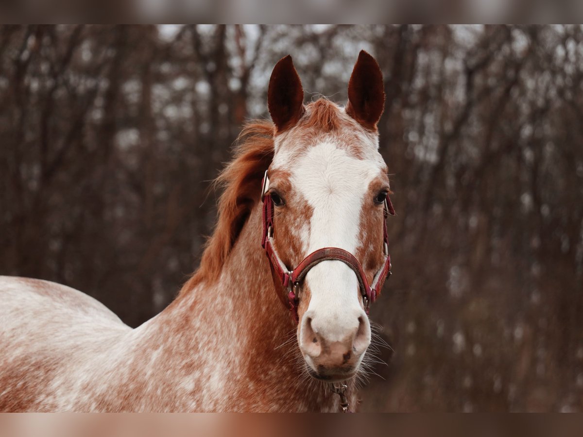 Deutsches Reitpony Mix Stute 9 Jahre Roan-Red in Dickel