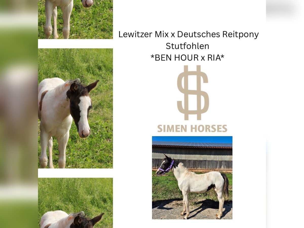 Deutsches Reitpony Mix Stute Fohlen (04/2025) 140 cm Schecke in Steinen