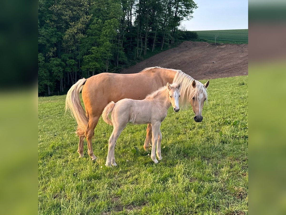 Deutsches Reitpony Stute  146 cm Palomino in Daleiden
