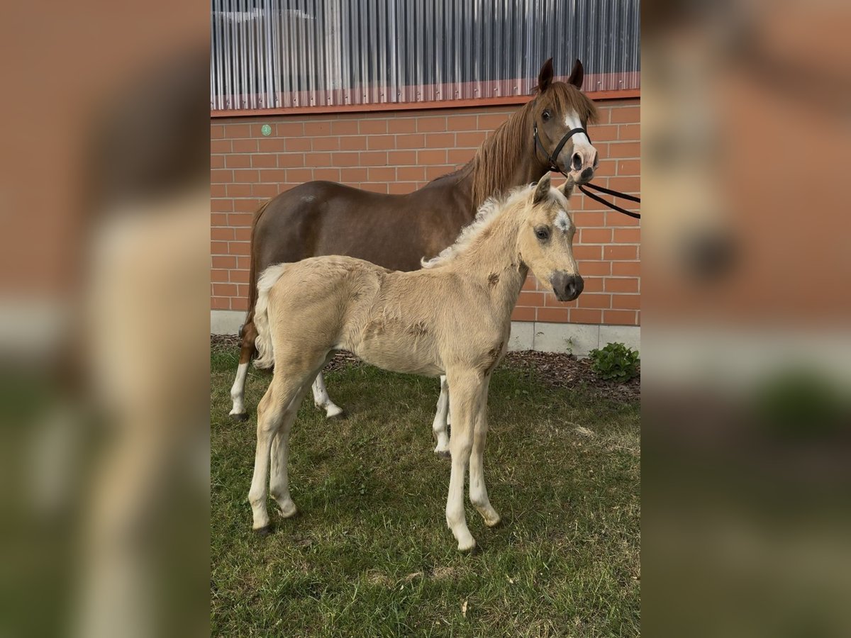 Deutsches Reitpony Stute  146 cm Palomino in Barver
