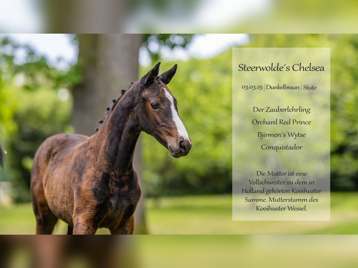 Deutsches Reitpony Stute  147 cm Brauner in Schildwolde